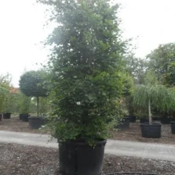 Beukenboom (Fagus Sylvatica) 19 Beukenboom (Fagus Sylvatica) -Groen Ziel Verkoop fagus sylvatica 300 350 c750 zuil