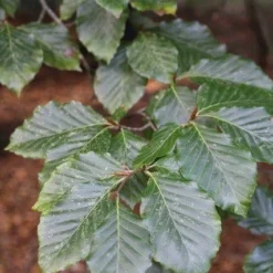 Grote Beuk (Fagus Sylvatica)