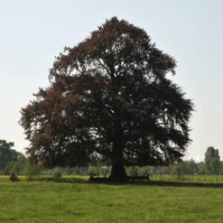 Rode Beukenboom (Fagus Sylvatica 'Atropunicea' )