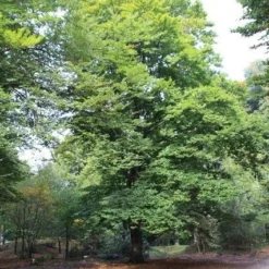 Beukenboom (Fagus Sylvatica) 16 Beukenboom (Fagus Sylvatica) -Groen Ziel Verkoop fagus sylvatica beukenboom 3