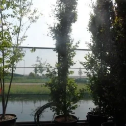 Zuilbeuk (Fagus Sylvatica 'Dawyck') -Groen Ziel Verkoop fagus sylvatica dawijck 350 400 450 c130