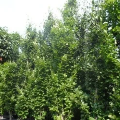 Zuilbeuk (Fagus Sylvatica 'Dawyck') -Groen Ziel Verkoop fagus sylvatica dawijck 350 400 450 c130 2
