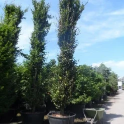 Zuilbeuk (Fagus Sylvatica 'Dawyck') -Groen Ziel Verkoop fagus sylvatica dawijck 500 600 700 c500