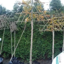 Groene Beuk Als Leiboom (Fagus Sylvatica) -Groen Ziel Verkoop fagus sylvatica lei 1