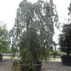 Treurbeuk (Fagus Sylvatica 'Pendula') 10 Treurbeuk (Fagus Sylvatica 'Pendula') -Groen Ziel Verkoop fagus sylvatica pendula solitair c1000