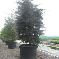 Rode Beukenboom (Fagus Sylvatica 'Purpurea Latifolia') -Groen Ziel Verkoop fagus sylvatica purpurea latifolia 300 350 c1000 zuil