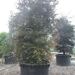 Rode Beukenboom (Fagus Sylvatica 'Purpurea Latifolia') -Groen Ziel Verkoop fagus sylvatica purpurea latifolia 300 350 c1000 zuil 2