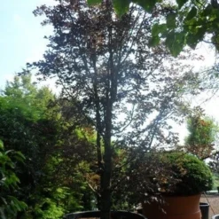 Rode Beukenboom (Fagus Sylvatica 'Purpurea Latifolia') -Groen Ziel Verkoop fagus sylvatica purpurea latifolia solitair meerstammig c1500