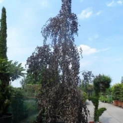 Rode Treurbeuk (Fagus Sylvatica 'Purpurea Pendula') -Groen Ziel Verkoop fagus sylvatica purpurea pendula 600 700 800 c1000