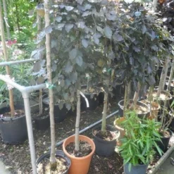 Rode Treurbeuk (Fagus Sylvatica 'Purpurea Pendula') -Groen Ziel Verkoop fagus sylvatica purpurea pendula halfstam c20