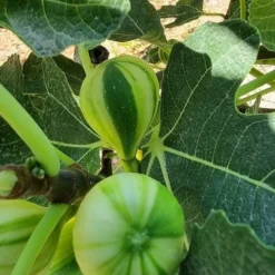 Vijg Op Stam (Ficus Carica 'Panache') 6 Vijg Op Stam (Ficus Carica 'Panache') -Groen Ziel Verkoop ficus caira panachee 2 1