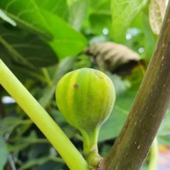 Vijg (Ficus Carica 'Panache') -Groen Ziel Verkoop ficuscaricapanache01