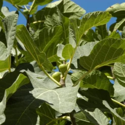 Vijg (Ficus Carica 'Panache') -Groen Ziel Verkoop ficuscaricavi