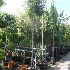 Pluim Es (Fraxinus Ornus 'Meczek') 9 Pluim Es (Fraxinus Ornus 'Meczek') -Groen Ziel Verkoop fraxinus ornus meczek 12 14 16ho cont 1