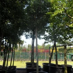 Pluim Es (Fraxinus Ornus 'Meczek') 8 Pluim Es (Fraxinus Ornus 'Meczek') -Groen Ziel Verkoop fraxinus ornus meczek 25 30ho c350 1