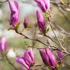 Magnolia Als Boom (Magnolia 'Susan') -Groen Ziel Verkoop gaar00675 2