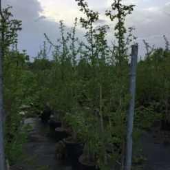 Japanse Notenboom, Meerstammig (Ginkgo Biloba) 14 Japanse Notenboom, Meerstammig (Ginkgo Biloba) -Groen Ziel Verkoop gingko bilobo meerstammig 200 250cm 1