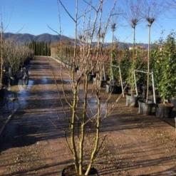 Japanse Notenboom, Meerstammig (Ginkgo Biloba) -Groen Ziel Verkoop gingko bilobo meerstammig 200 250cm30