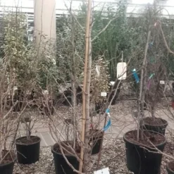 Japanse Notenboom (Ginkgo Biloba) -Groen Ziel Verkoop ginkgo biloba 1