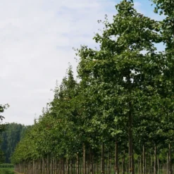 Grote Ginkgo (Ginkgo Biloba) 10 Grote Ginkgo (Ginkgo Biloba) -Groen Ziel Verkoop ginkgo biloba s 25 30