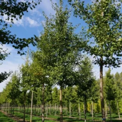 Grote Ginkgo (Ginkgo Biloba) 11 Grote Ginkgo (Ginkgo Biloba) -Groen Ziel Verkoop ginkgo biloba s 30 35