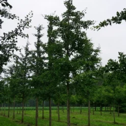 Grote Ginkgo (Ginkgo Biloba) 12 Grote Ginkgo (Ginkgo Biloba) -Groen Ziel Verkoop ginkgo biloba s 35 40