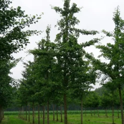 Grote Ginkgo (Ginkgo Biloba) 13 Grote Ginkgo (Ginkgo Biloba) -Groen Ziel Verkoop ginkgo biloba s 40 45
