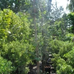 Japanse Notenboom (Ginkgo Biloba) -Groen Ziel Verkoop ginkgo biloba 10 12 14 geveerd 1