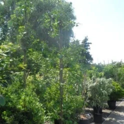 Japanse Notenboom (Ginkgo Biloba) -Groen Ziel Verkoop ginkgo biloba 14 16 geveerd 1