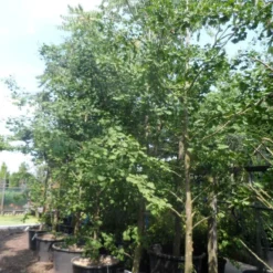 Japanse Notenboom (Ginkgo Biloba) -Groen Ziel Verkoop ginkgo biloba 18 20 25 geveerd c130 1