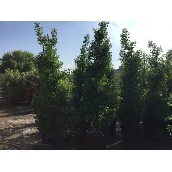 Japanse Noteboom Als Zuilboom (Ginkgo Biloba 'Fastigiata Blagon') 9 Japanse Noteboom Als Zuilboom (Ginkgo Biloba 'Fastigiata Blagon') - Afbeelding 9