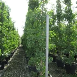 Japanse Notenboom (Ginkgo Biloba) -Groen Ziel Verkoop ginkgo biloba 2 1