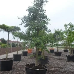 Japanse Notenboom (Ginkgo Biloba) -Groen Ziel Verkoop ginkgo biloba 35 40 c500 geveerd 1