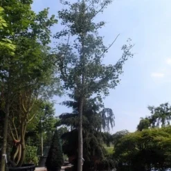 Japanse Notenboom (Ginkgo Biloba) -Groen Ziel Verkoop ginkgo biloba 35 40ho cont 1