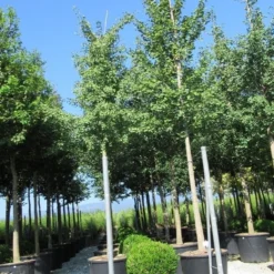 Japanse Notenboom (Ginkgo Biloba) -Groen Ziel Verkoop ginkgo biloba 3 1