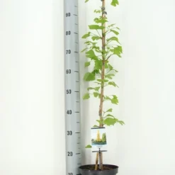 Japanse Notenboom (Ginkgo Biloba) -Groen Ziel Verkoop ginkgo biloba 60 80 zomer c3 m 1