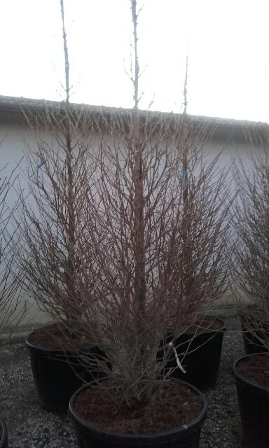 Japanse Noteboom Als Zuilboom (Ginkgo Biloba 'Fastigiata Blagon') 4 Japanse Noteboom Als Zuilboom (Ginkgo Biloba 'Fastigiata Blagon') - Afbeelding 4