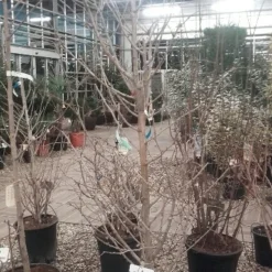 Japanse Noteboom Als Zuilboom (Ginkgo Biloba 'Fastigiata Blagon') 15 Japanse Noteboom Als Zuilboom (Ginkgo Biloba 'Fastigiata Blagon') -Groen Ziel Verkoop ginkgo biloba fastigiata blagon 3