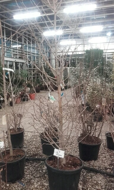 Japanse Noteboom Als Zuilboom (Ginkgo Biloba 'Fastigiata Blagon') 6 Japanse Noteboom Als Zuilboom (Ginkgo Biloba 'Fastigiata Blagon') - Afbeelding 6