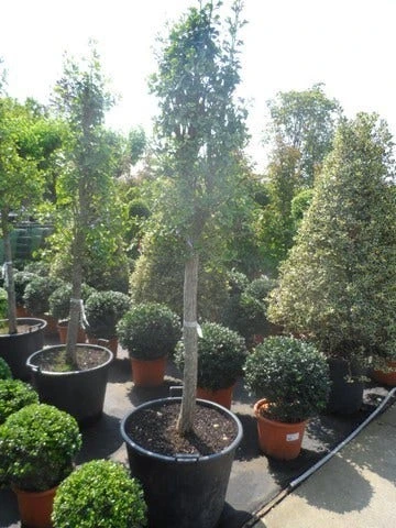 Japanse Noteboom Als Zuilboom (Ginkgo Biloba 'Fastigiata Blagon') 3 Japanse Noteboom Als Zuilboom (Ginkgo Biloba 'Fastigiata Blagon') - Afbeelding 3