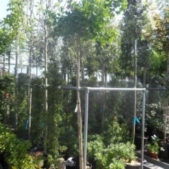 Japanse Notenboom (Ginkgo Biloba 'Mariken') -Groen Ziel Verkoop ginkgo biloba mariken 8 10ho cont