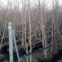 Japanse Notenboom, Meerstammig (Ginkgo Biloba) 18 Japanse Notenboom, Meerstammig (Ginkgo Biloba) -Groen Ziel Verkoop ginkgo biloba meerstammig 4 1