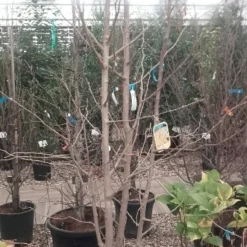 Japanse Notenboom, Meerstammig (Ginkgo Biloba) 19 Japanse Notenboom, Meerstammig (Ginkgo Biloba) -Groen Ziel Verkoop ginkgo biloba meerstammig 5 1