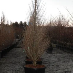 Japanse Noteboom Als Zuilboom (Ginkgo Biloba 'Fastigiata Blagon') 16 Japanse Noteboom Als Zuilboom (Ginkgo Biloba 'Fastigiata Blagon') -Groen Ziel Verkoop ginkgo fastigiata blagon