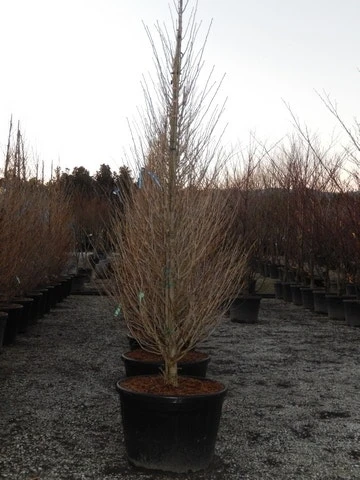 Japanse Noteboom Als Zuilboom (Ginkgo Biloba 'Fastigiata Blagon') 7 Japanse Noteboom Als Zuilboom (Ginkgo Biloba 'Fastigiata Blagon') - Afbeelding 7