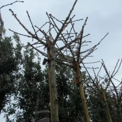 Japanse Notenboom (Ginkgo Biloba 'Mariken') -Groen Ziel Verkoop ginkgo mariken