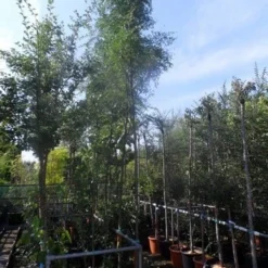 Doornloze Christusdoorn (Gleditsia Triacanthos 'Inermis') -Groen Ziel Verkoop gleditsia triacanthos inermis 10 12ho cont