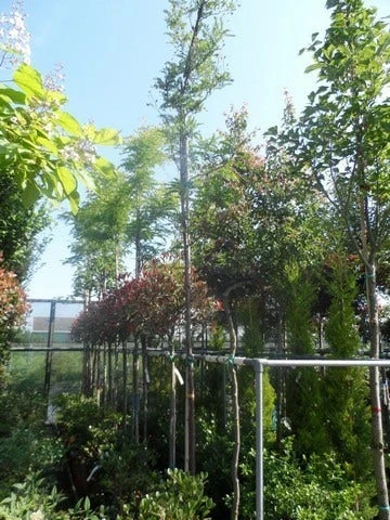 Geelbladige Christusdoorn (Gleditsia Triacanthos 'Sunburst') 13 Geelbladige Christusdoorn (Gleditsia Triacanthos 'Sunburst') - Afbeelding 13