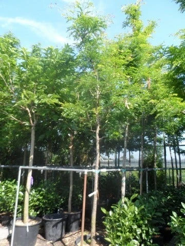 Geelbladige Christusdoorn (Gleditsia Triacanthos 'Sunburst') 11 Geelbladige Christusdoorn (Gleditsia Triacanthos 'Sunburst') - Afbeelding 11