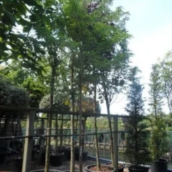 Geelbladige Christusdoorn (Gleditsia Triacanthos 'Sunburst') 23 Geelbladige Christusdoorn (Gleditsia Triacanthos 'Sunburst') -Groen Ziel Verkoop gleditsia triacanthos sunburst 18 20ho c160